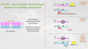 GTX-102 – Basic Principle “Stop the Stop” (exploit the imprinting mechanism)